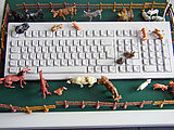Computer-Tastur mit Bauernhof-Tieren © Foto: Sylvia Krell