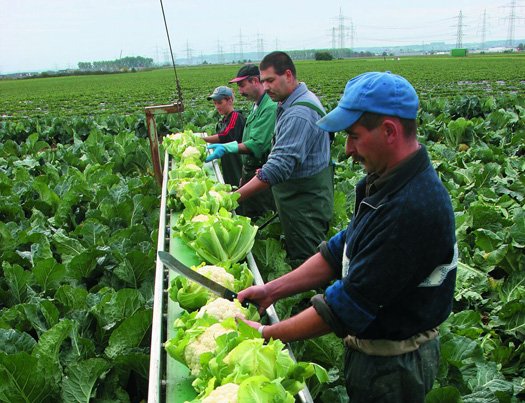 40 Prozent der osteuropäischen Arbeitsmigranten sind im Agrarsektor tätig.