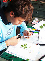 Jugendlicher bei der Herstellung eines Herbariums © Foto: Sylvia Krell